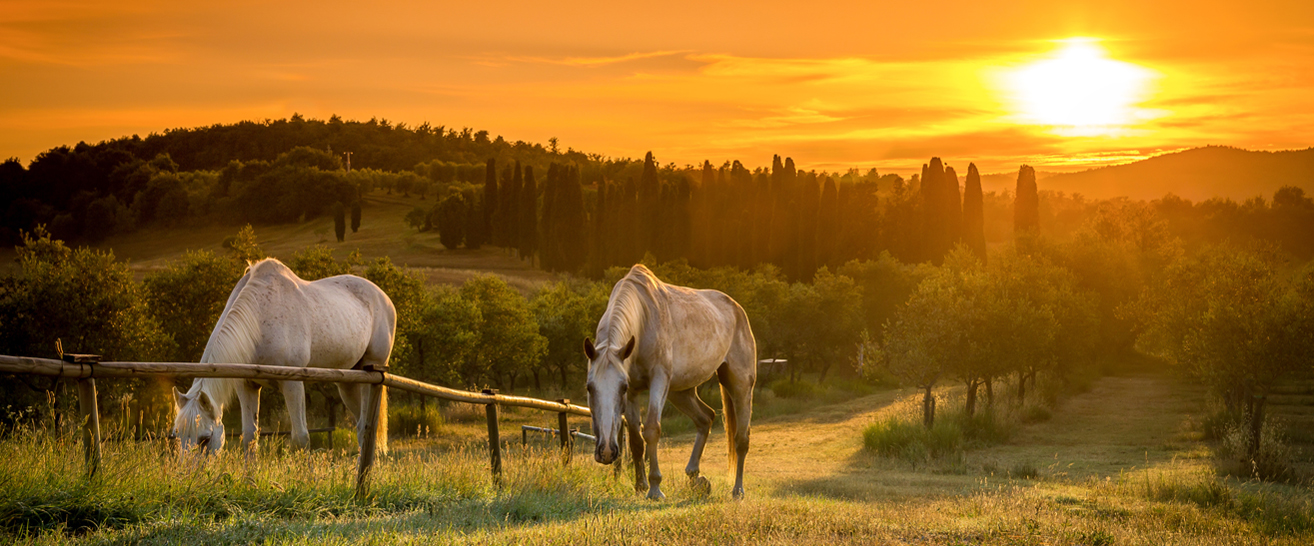 Hintergrundbild mit Pferden